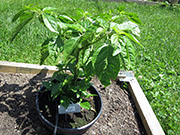White Naga