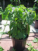 White Naga