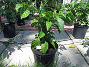 White Naga