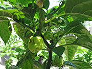 White Naga