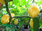 White Naga