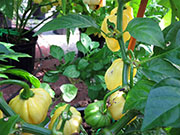 White Naga