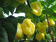 White Naga