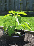 White Naga
