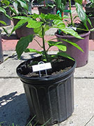 White Naga
