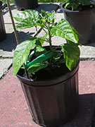 White Naga