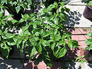 White Naga