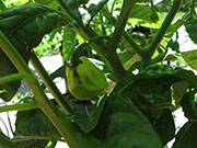 White Naga