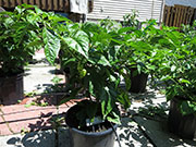 White Naga