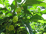 White Naga