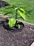 White Naga