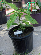 White Naga