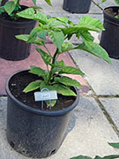 White Naga