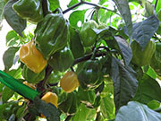White Naga