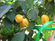 White Naga