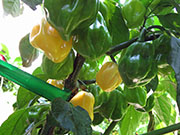 White Naga