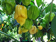White Naga