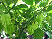 White Naga