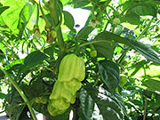 White Naga