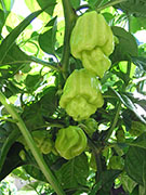 White Naga