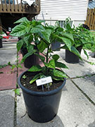 White Naga