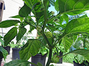White Naga