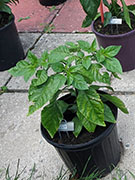 White Naga