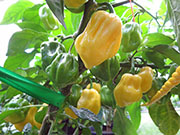 White Naga