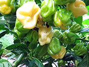 White Naga