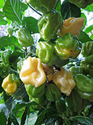 White Naga