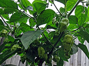 White Naga