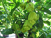 White Naga