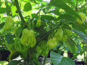 White Naga