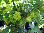 White Naga