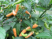 Peach Wasp