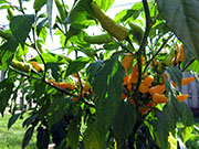 Peach Wasp