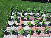 pots