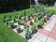 pots