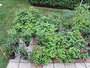 pots