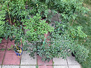 pots