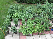 pots