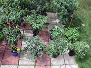 pots