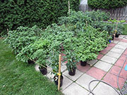 pots