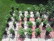 pots