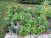 pots