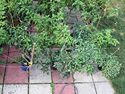 pots