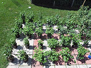 pots
