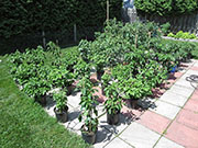 pots