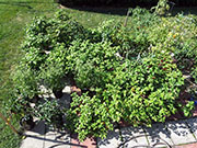 pots