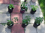 pots